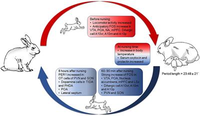 Circadian Rhythms and Clock Genes in Reproduction: Insights From Behavior and the Female Rabbit’s Brain